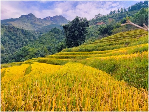 Đánh giá hệ thống 4 camera Realme 5 Pro – Đột phá và tiên phong cho nhiếp ảnh điện thoại (xin bài edit) - 8